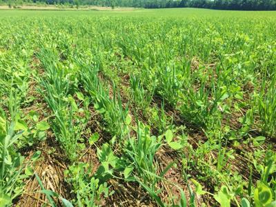 No-till alfalfa with peas and oats