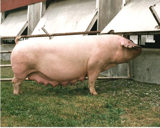 Landrace hogs (3).jpg