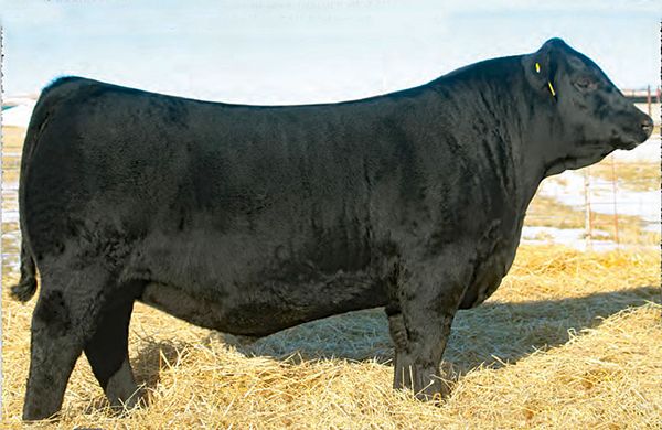 Record price for a record bull