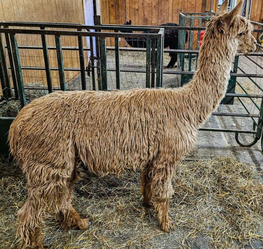 Alpaca