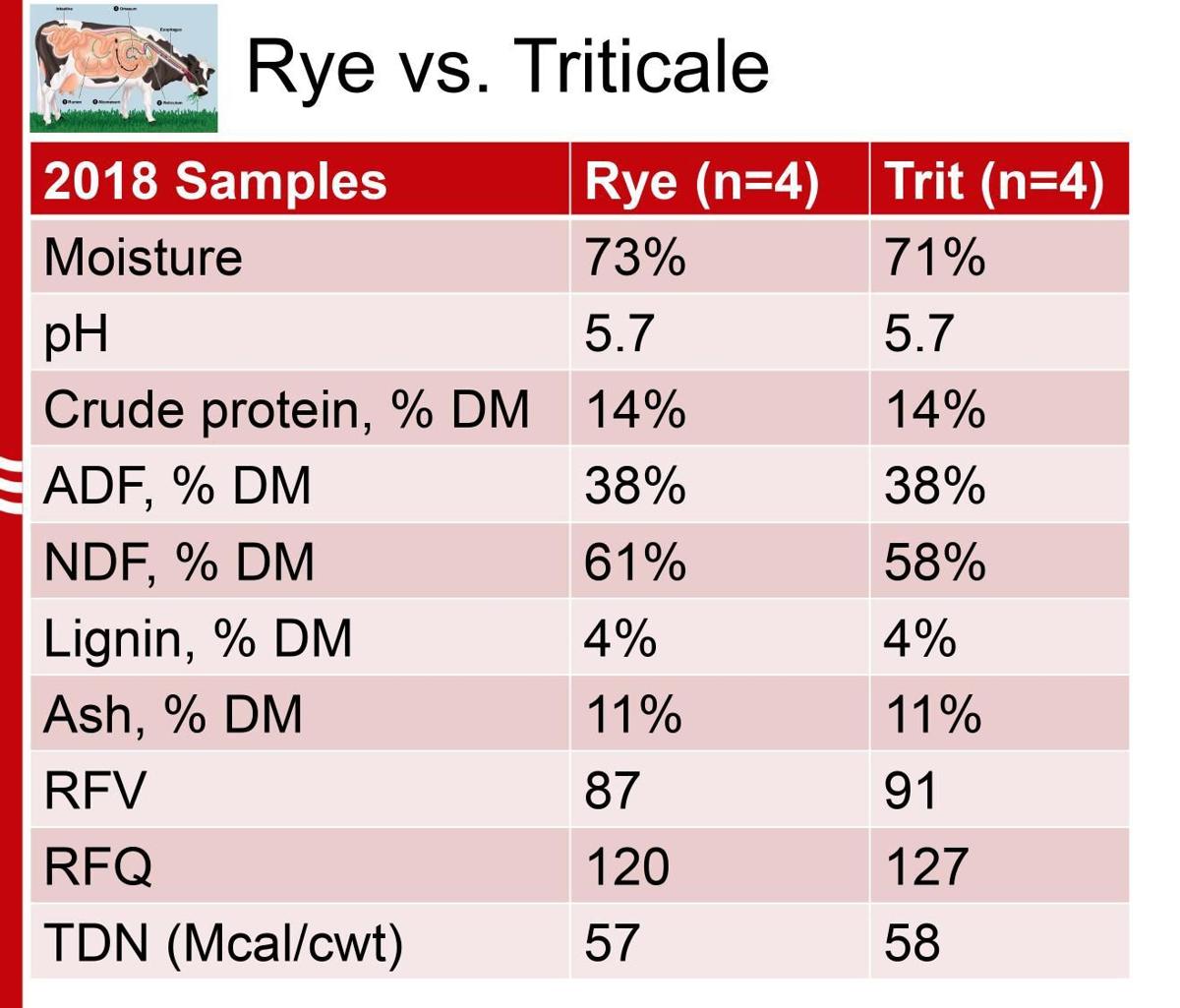 Rye vs Triticale