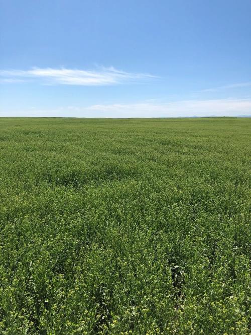 camelina