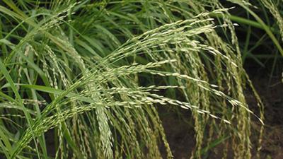 Teff grass