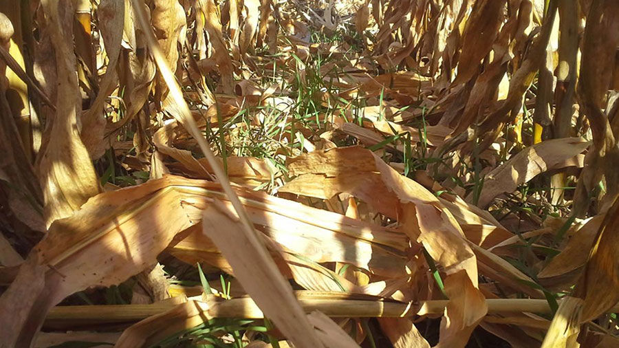 Rye cover crop growth