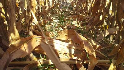 Rye cover crop growth