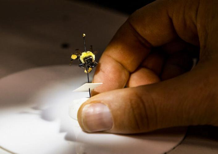 Bumblebee under examination