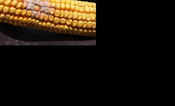 Fusarium ear rot