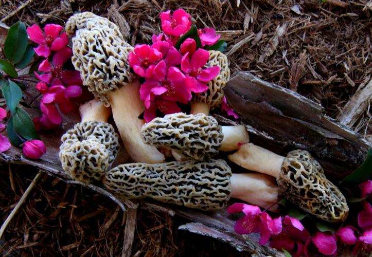 Morels