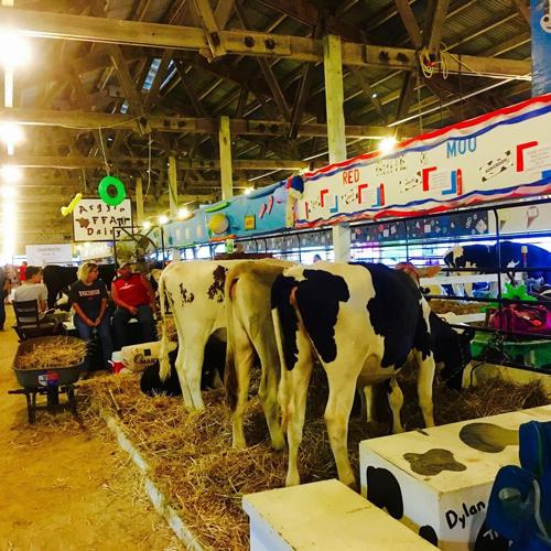 Cows in pens at fair