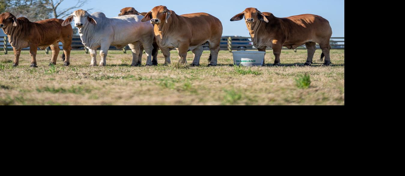Cows with RangeLand