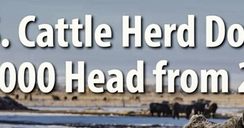 Cattle herd shrinks