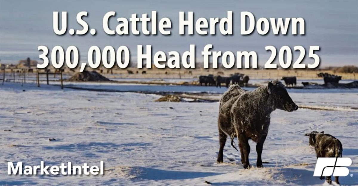 Cattle herd shrinks