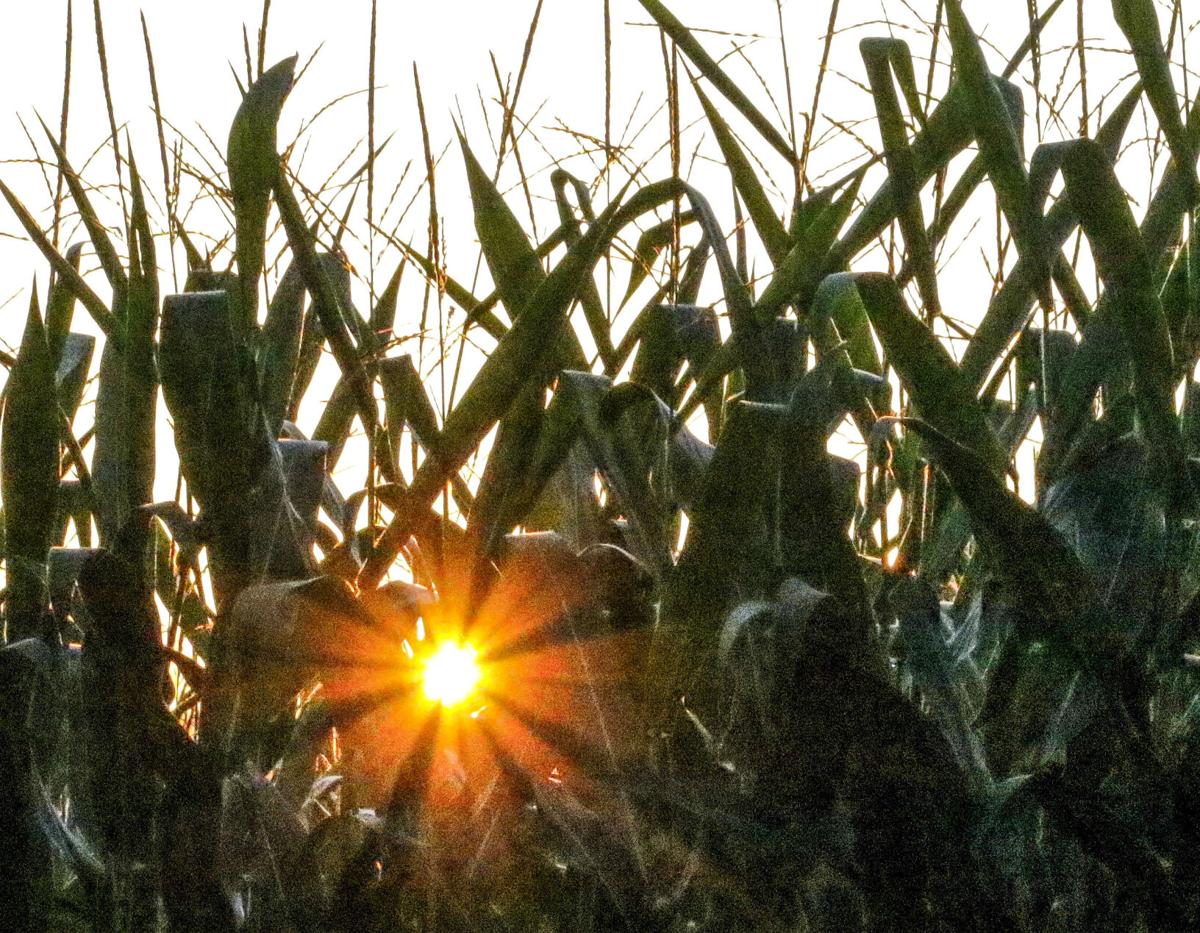 Corn field