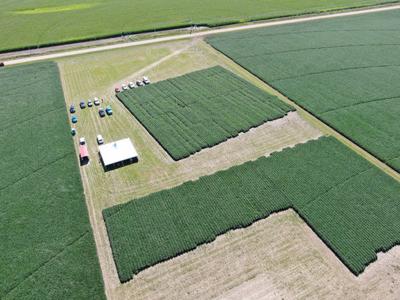 Soybean field days
