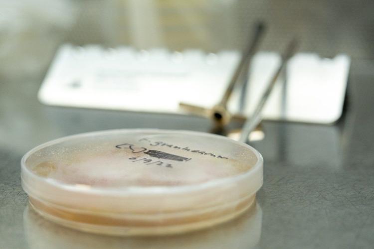 Bacterial endophytes