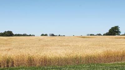 Spring wheat