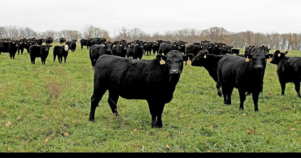 The Beef Cattle Industry - What Will It Look Like in 2050?