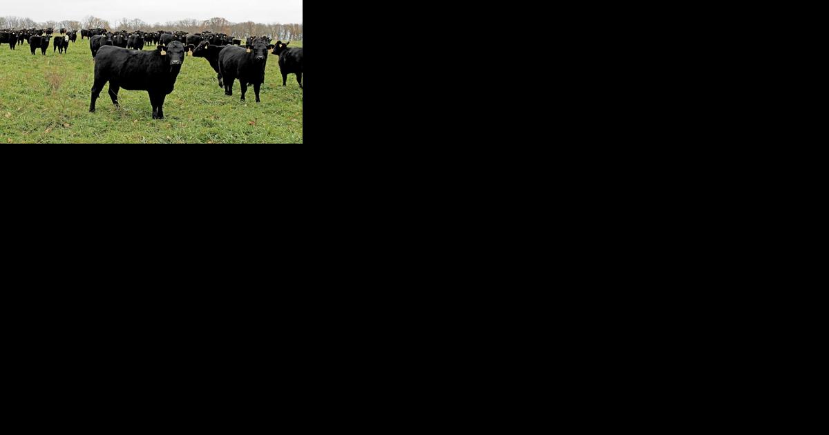 Q&A: Animal science professor discusses future of beef - Vimarsana News
