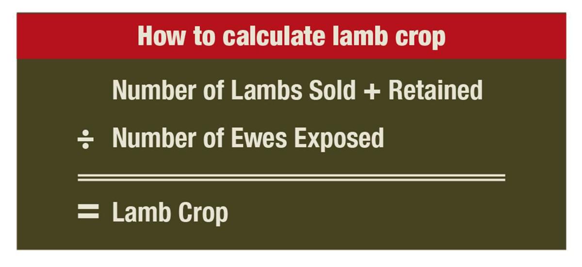 Increase lamb crop by culling ewes