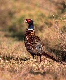Pheasant