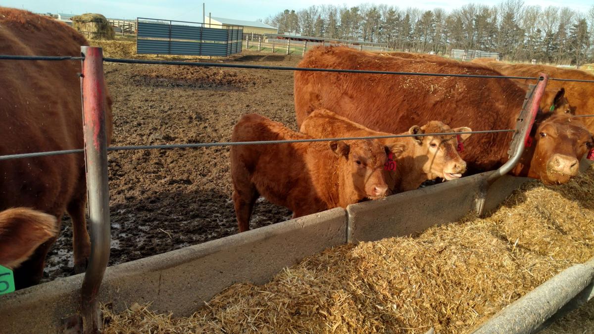 Can drylot for the beef herd work for you?