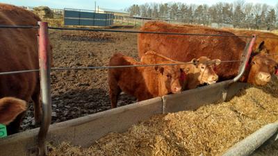 carrington drylot cow herd