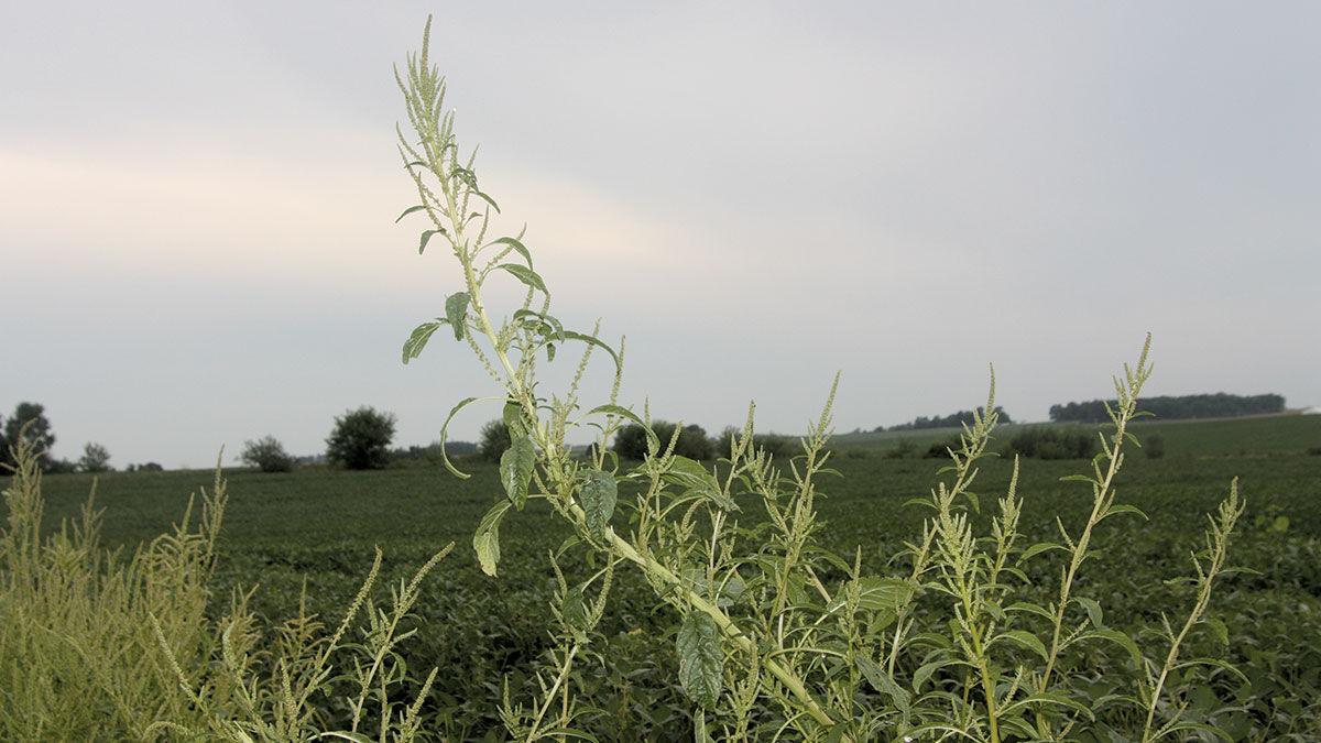 Waterhemp
