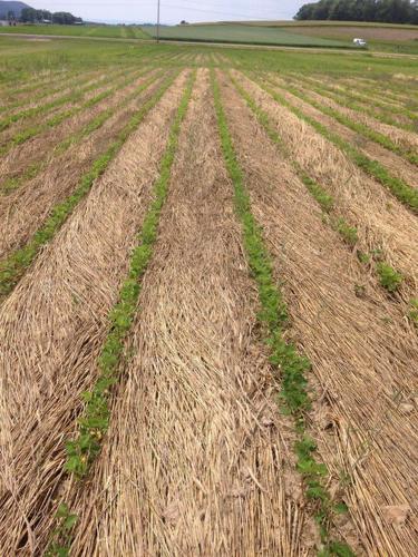 No-till soybeans emerge through roll-crimped cereal-rye residue