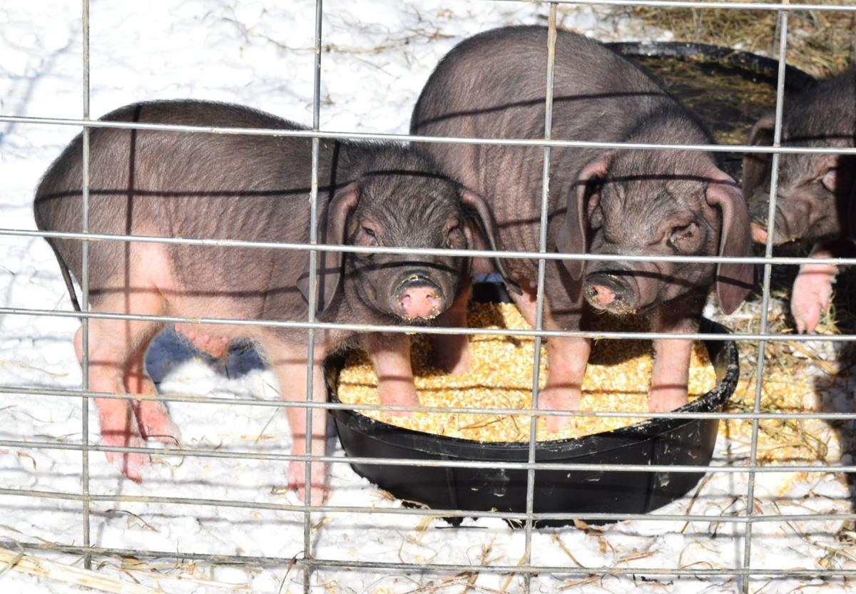Happiness Is Pigs On Pasture Business Agupdate Com
