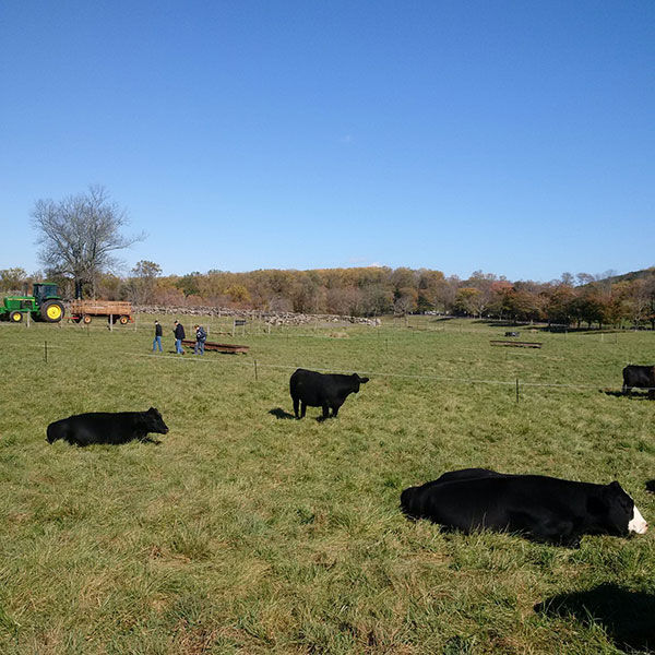 On the Go Cattle in New York City
