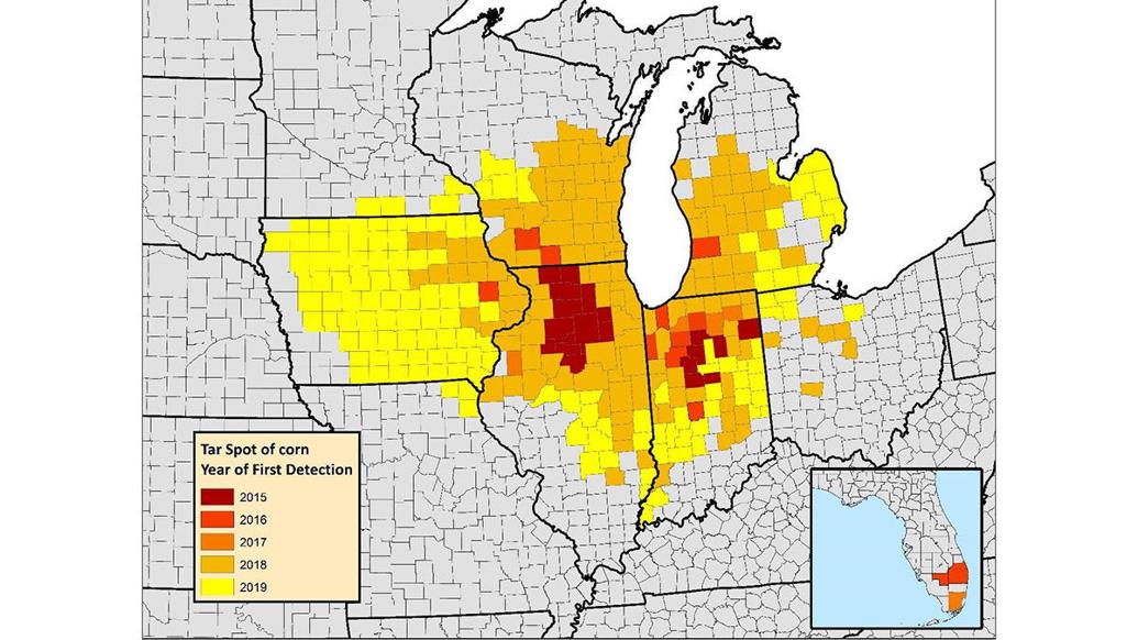 Management tips help farmers get ahead of tar spot