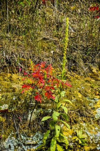 Mullein