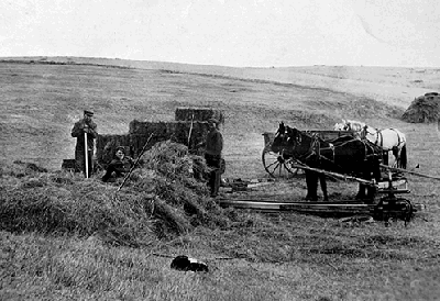 Taubenheims putting up hay