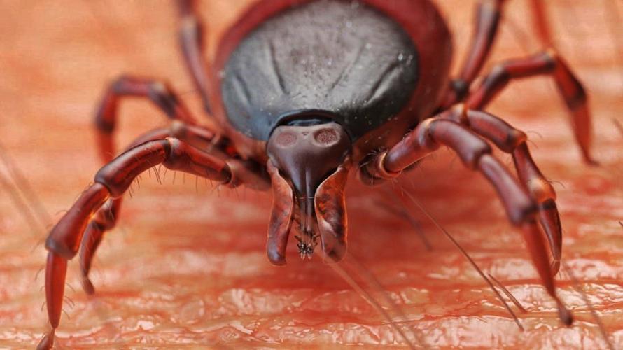 Mean tick