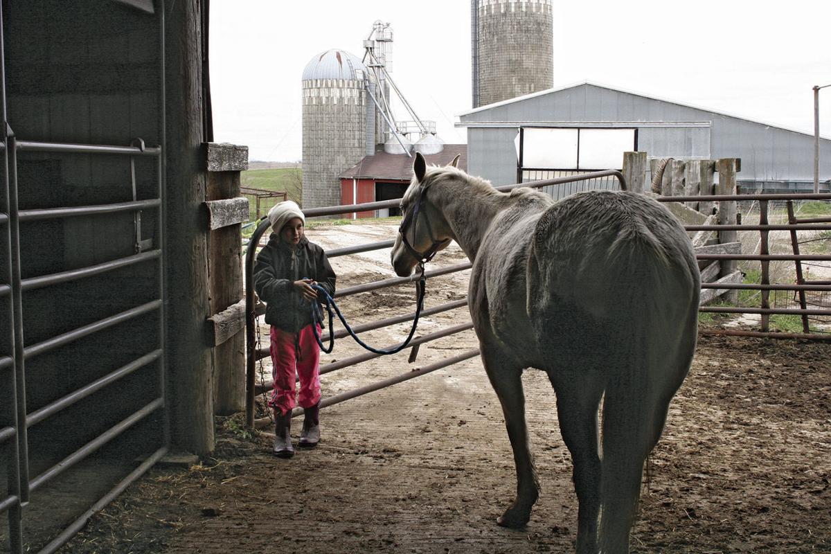 Hicks horse