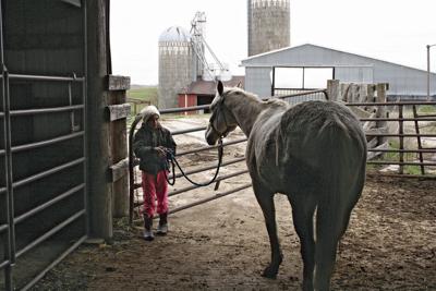 Hicks horse
