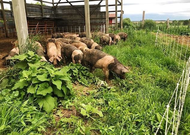 Pastured Pig Production Profitable Farm Life Agupdate Com