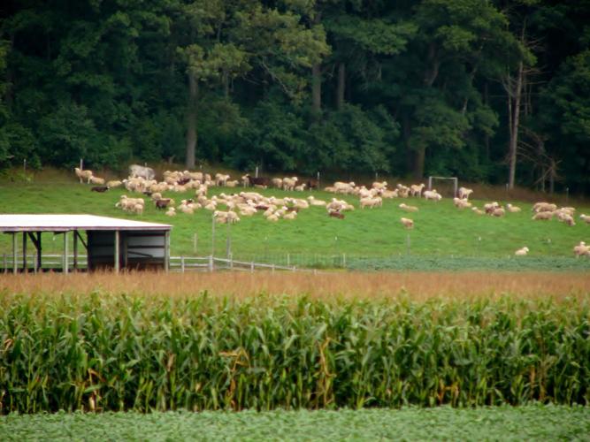 Flock unaware