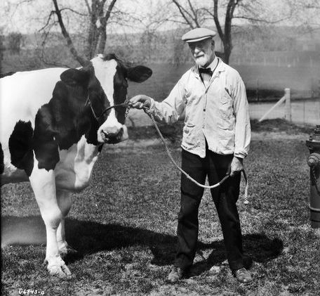 Dr. Stephen M. Babcock poses with a cow