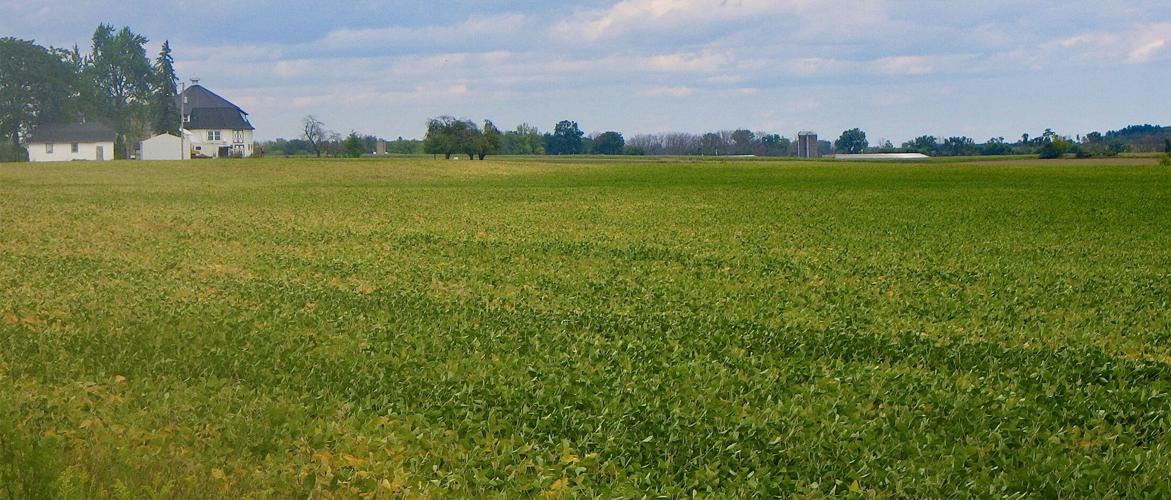 Soybeans