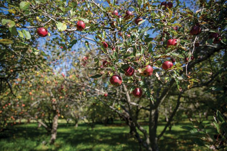 Row of cider apple trees