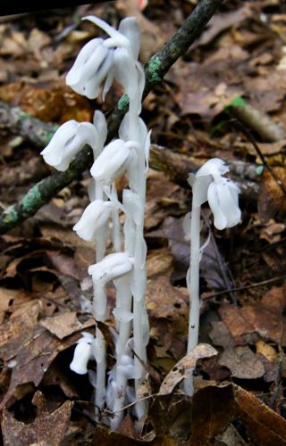 Ghost plants