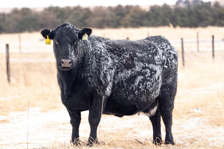 Sandhills Sunrise (3).jpeg