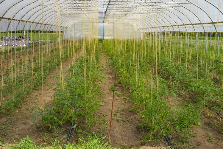 Plants