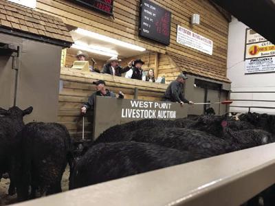 The Lead Up Cattle Auctions Prepare For Busy Fall Sale Season