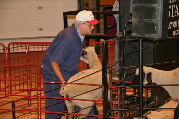 Dave Thomas working with sheep