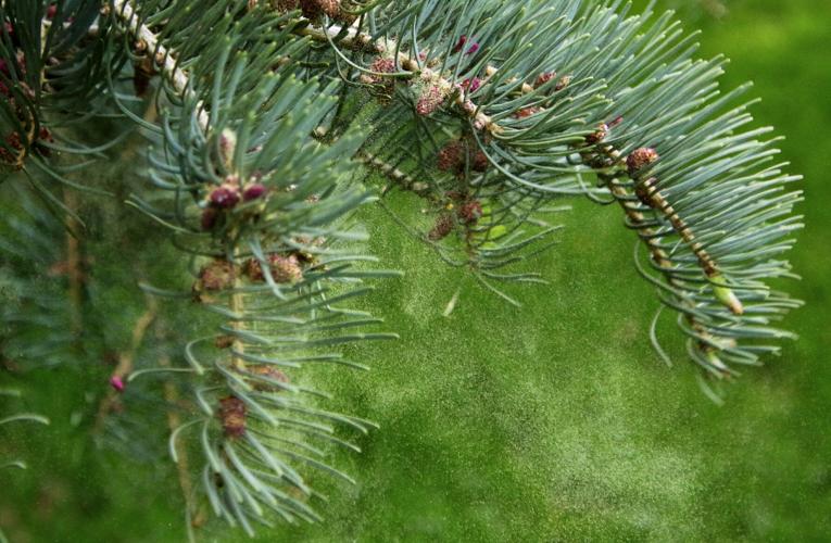 White fir pine cones