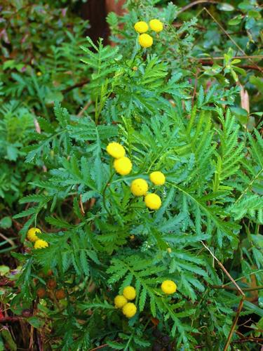 Tanzy blooms
