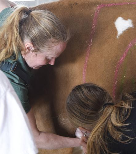 Karla Meinholz teaches Girl Scout to listen for cow's heartbeat