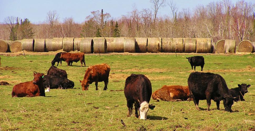 Beef cattle graze in field